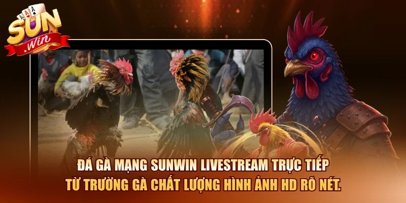 Đá gà mạng SUNWIN livestream trực tiếp từ trường gà chất lượng hình ảnh HD rõ nét.