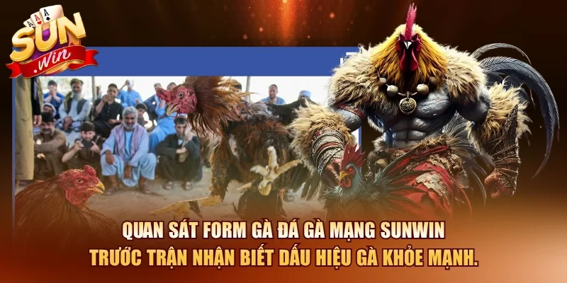 Quan sát form gà đá gà mạng SUNWIN trước trận nhận biết dấu hiệu gà khỏe mạnh.